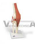 Deluxe Functional Knee Joint Model